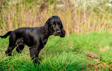 Siyah spanyel yeşil çimlerin üzerinde yan duruyor. Köpek bir yaşındadır. Köpeğin bir tasması ve kafasında bağlı bir kuyruğu var. Avcı. Fotoğraf bulanıklaştı. Yüksek kalite fotoğraf
