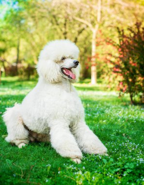 Kraliyet kaniş cinsinin köpeği parktaki yeşil çimlerin üzerinde oturur. Köpek yana doğru çevrilir ve ağzı açılır. Köpek daha iki yaşında. Antrenman. Fotoğraf dikey ve bulanık..