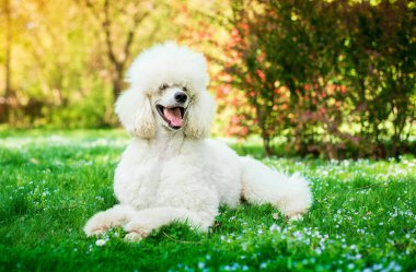 Beyaz bir kraliyet kaniş köpeği parkta yatıyor. Köpek daha iki yaşında. Köpek başını yana doğru çevirdi. Köpek eğitimi. Fotoğraf yatay ve bulanık görünüyor. Yüksek kalite fotoğraf