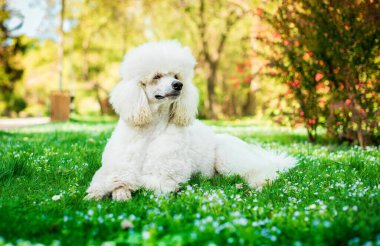 Beyaz bir kraliyet kanişi parkın arka planındaki yeşil çimlerin üzerinde yatıyor. Köpek pençelerini katladı ve başını kaldırdı. Başka tarafa bakıyor. Fotoğraf yatay ve bulanık görünüyor. Yüksek kalite fotoğraf