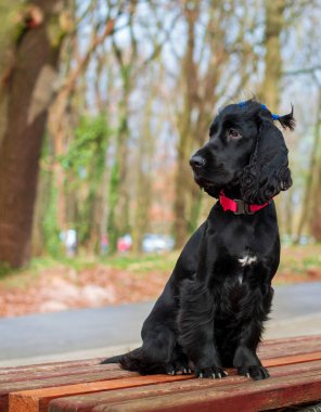 İngiliz cocker spaniel dog parkta bir bankta oturuyor. Köpeğin bir tasması ve bağlı kuyruğu var. Köpek başını yana doğru çevirdi. Antrenman. Portre. Fotoğraf dikey ve bulanık..