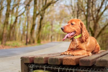 Kırmızı renkli bir İngiliz cocker spaniel köpeği bir park bankında yan yatar. Köpeğin bir tasması var. Köpek başka tarafa bakıyor. Fotoğraf yatay ve bulanık görünüyor. Yüksek kalite fotoğraf