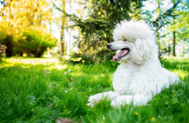 Kraliyet kaniş cinsinin güzel bir köpeği parkın arka planındaki çimlerin üzerinde yan yatar. Köpeğin beyaz kıvırcık kürkü var. Antrenman. Fotoğraf yatay ve bulanık görünüyor. Yüksek kalite fotoğraf