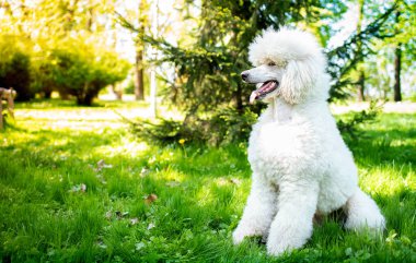 Kraliyet kaniş cinsinin beyaz renkli köpeği, parkın arka planında yan yana oturur. Köpeğin güzel bir kıvırcık paltosu var. Antrenman. Köpek gezdirme. Fotoğraf bulanıklaştı. Yüksek kalite fotoğraf