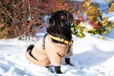 Siyah bir pug köpeği çalıların arka planında karda oturur. Köpek bir ceket giyiyor. Yukarı bakıyor. Yürü hadi. Fotoğraf bulanık ve yatay durumda. Yüksek kalite fotoğraf