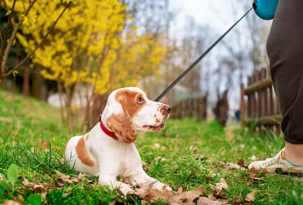 Genç bir İngiliz cocker spaniel köpeği efendinin ayaklarının dibinde yatıyor. Köpek başını kaldırdı. Tasması ve tasması var. Antrenman. Fotoğraf yatay ve bulanık görünüyor. Yüksek kalite fotoğraf