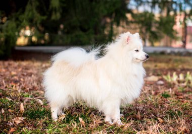 Beyaz bir köpek ağaçların arka planında parkta duruyor. Köpek profilde yan duruyor. Antrenman. Köpek gezdirme. Fotoğraf bulanıklaştı. Yüksek kalite fotoğraf