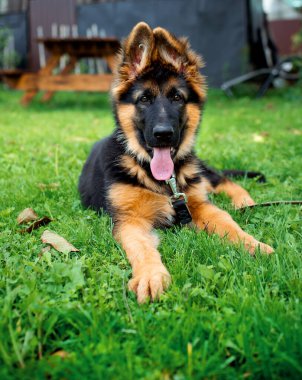 Alman çoban köpeğinin köpeği, ağaçların bulanık arka planındaki yeşil çimlerin üzerinde yatar. Yavru köpek üç aylık. Köpeğin boynunda bir tasma var. Fotoğraf bulanıklaştı. Yüksek kalite fotoğraf