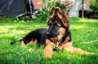 Alman çoban köpeğinin köpeği, ağaçların bulanık arka planındaki yeşil çimlerin üzerinde yatar. Yavru köpek üç aylık. Köpeğin boynunda bir tasma var. Fotoğraf bulanıklaştı. Yüksek kalite fotoğraf