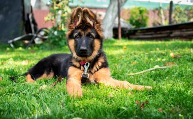 Alman çoban köpeğinin köpeği, ağaçların bulanık arka planındaki yeşil çimlerin üzerinde yatar. Yavru köpek üç aylık. Köpeğin boynunda bir tasma var. Fotoğraf bulanıklaştı. Yüksek kalite fotoğraf