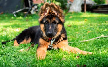 Alman çoban köpeğinin köpeği, ağaçların bulanık arka planındaki yeşil çimlerin üzerinde yatar. Yavru köpek üç aylık. Köpeğin boynunda bir tasma var. Fotoğraf bulanıklaştı. Yüksek kalite fotoğraf