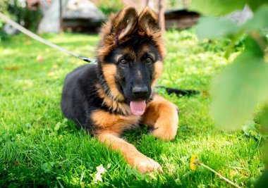 Alman çoban köpeğinin bir köpeği bulanık yeşil otların arka planında bir çalılığın yanında uzanıyor. Yavru üç aylık ve ağzı açık bir şekilde ileriye bakıyor. Fotoğraf bulanık..