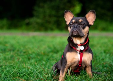 Fransız buldog cinsinin köpeği bulanık ağaçların arka planına karşı yeşil çimlerde oturur. Köpeğin boynunda tasma olan kırmızı bir tasması var. Fotoğraf bulanık..