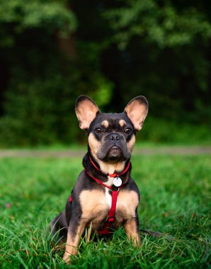 Fransız buldog cinsinin köpeği bulanık ağaçların arka planına karşı yeşil çimlerde oturur. Köpeğin boynunda tasma olan kırmızı bir tasması var. Fotoğraf bulanık..