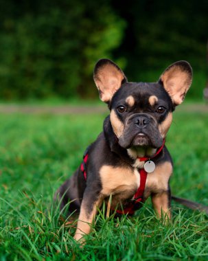 Fransız buldog cinsinin köpeği bulanık ağaçların arka planına karşı yeşil çimlerde oturur. Köpeğin boynunda tasma olan kırmızı bir tasması var. Fotoğraf bulanık..