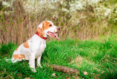 Beyaz bir İngiliz cocker spaniel köpek yavrusu çimlerin üzerinde yan yatar. Köpek dikkatle bir şeye bakıyor. Dilini gösteriyor. Küçük avcı. Köpek eğitimi. Fotoğraf bulanıklaştı. Yüksek kalite fotoğraf