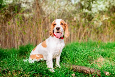 Beyaz bir İngiliz cocker spaniel köpeği çimlerin üzerinde oturuyor. Köpek dümdüz ileriye bakıyor. Küçük avcı. Antrenman. Fotoğraf bulanıklaştı. Yüksek kalite fotoğraf