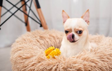 Açık renkli bir chihuahua köpeği köpek yatağında yatıyor. O, diliyle yüzünü yalıyor. Köpeğin yanında sarı bir oyuncak yatıyor. Fotoğraf bulanıklaştı. Yüksek kalite fotoğraf