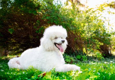 Beyaz bir kraliyet kanişi, arka planda bir parka karşı çimlerin üzerinde yatar. Köpeğin güzel bir paltosu var. Köpek eğitimi. Fotoğraf bulanıklaştı. Yüksek kalite fotoğraf