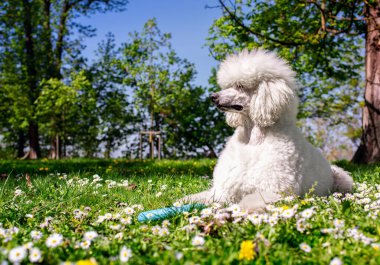 Kraliyet kaniş cinsinin köpeği, beyaz, parkın arka planındaki çimlerin üzerinde yan yatar. Köpek ciddi ve bir oyuncağı var. Antrenman. Fotoğraf bulanıklaştı. Yüksek kalite fotoğraf