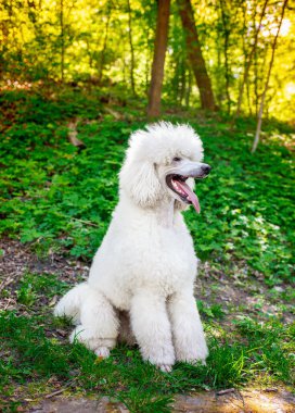 Kraliyet kaniş cinsinin beyaz renkli köpeği, parkın arka planında yan yana oturur. Köpek başka tarafa bakıyor. Antrenman. Fotoğraf dikey ve bulanık. Yüksek kalite fotoğraf