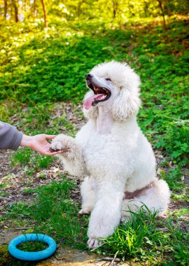 Kraliyet kaniş cinsinin beyaz renkli köpeği, parkın arka planında yan yana oturur. Köpek sahibine baktı ve pençesini uzattı. Onun yanında bir oyuncak yatıyor. Antrenman. Fotoğraf bulanık..
