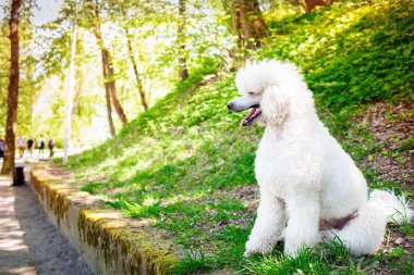 Beyaz bir kraliyet kanişi parkta arka planda yan yatar. Köpeğin kalın kürkü var. Köpek eğitimi. Fotoğraf yatay ve bulanık görünüyor. Yüksek kalite fotoğraf