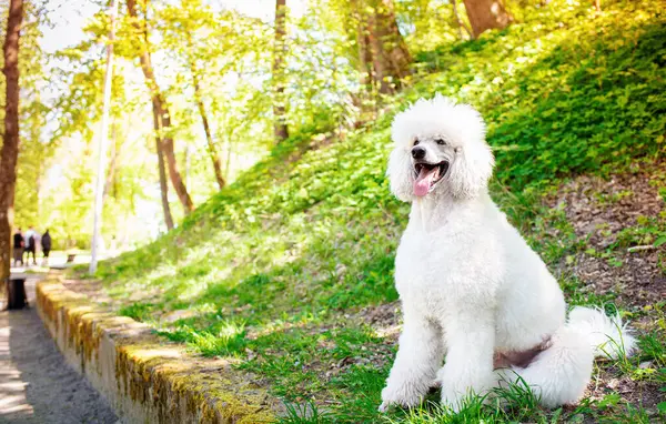 Beyaz bir kraliyet kanişi parkta arka planda yan yatar. Köpeğin kalın bir kürkü var ve dilini gösteriyor. Antrenman. Fotoğraf yatay ve bulanık görünüyor. Yüksek kalite fotoğraf