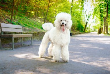 Kraliyet kaniş cinsinden büyük beyaz bir köpek bankın yanındaki parkta duruyor. Köpeğe iyi bak. Köpek eğitimi. Çayırda. Fotoğraf yatay ve bulanık görünüyor. Yüksek kalite fotoğraf