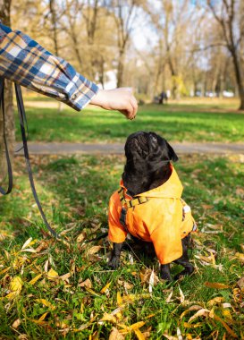 Turuncu ceketli siyah bir köpek park arka planında çimlerin üzerinde oturuyor. Köpek, spor ayakkabısının eline baktı. Fotoğraf dikey ve bulanık. Yüksek kalite fotoğraf