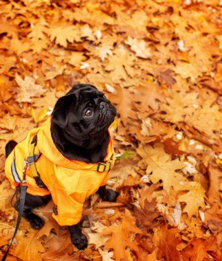 Bir pug dog sarı bir yaprağın üzerinde oturuyor. Siyah köpeğin bir yağmurluğu var. Yukarı bakıyor. Antrenman. Sonbahar. Fotoğraf bulanıklaştı. Yüksek kalite fotoğraf