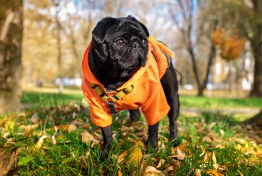 Sarı yağmurluk giyen siyah bir köpek. Köpek sonbahar parkının arka planında yeşil çimlerin üzerinde duruyor. Köpek eğitimi. Fotoğraf bulanık ve yatay durumda. Yüksek kalite fotoğraf