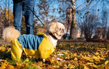 Bir Pekin köpeği parkta sahibinin ayaklarının yanında duruyor. Köpek sıcak sarı-mavi bir kazak giyiyor. Fotoğraf yatay ve bulanık görünüyor. Yüksek kalite fotoğraf