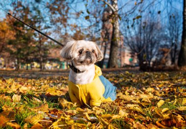 Yaşlı ve üzgün bir Pekin köpeği parkta sarı bir yaprağın içinde oturuyor. Köpek sıcak sarı-mavi bir kazak giyiyor. Fotoğraf yatay ve bulanık görünüyor. Yüksek kalite fotoğraf