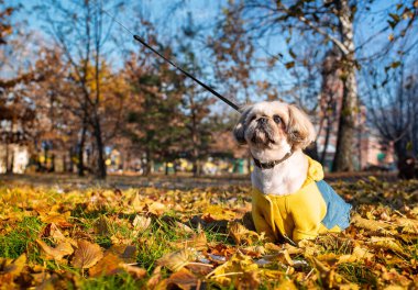 Yaşlı ve üzgün bir Pekin köpeği parkta sarı bir yaprağın içinde oturuyor. Yukarı bakıyor. Köpek sıcak sarı-mavi bir kazak giyiyor. Fotoğraf yatay ve bulanık görünüyor. Yüksek kalite fotoğraf