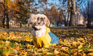 Yaşlı bir Pekin köpeği parkta yanlamasına oturuyor. Üzgün bir köpeğin renkli elbiseleri vardır. Onun yaralı bir gözü var. Köpek başka tarafa bakıyor. Sonbahar. Fotoğraf yatay ve bulanık görünüyor. Yüksek kalite fotoğraf