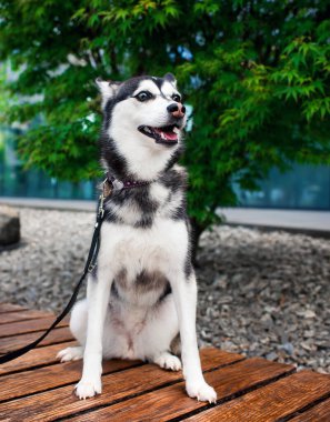 Alaska 'lı Klee Kai yeşil bir ağacın yanındaki bankta oturuyor. Mini Husky dikkatlice yana bakıyor. Fotoğraf bulanık ve dikey. Yüksek kalite fotoğraf