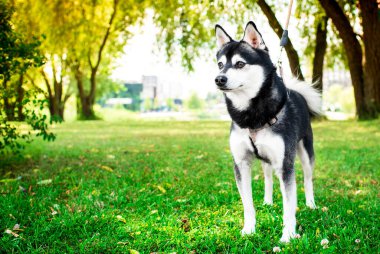 Alaska 'lı Klee Kai köpeği parkta duruyor. Köpek dikkatle yana bakıyor. Yetiştirici köpeği tasmalı tutar. Antrenman. Gardiyan. Fotoğraf bulanık ve yatay durumda. Yüksek kalite fotoğraf