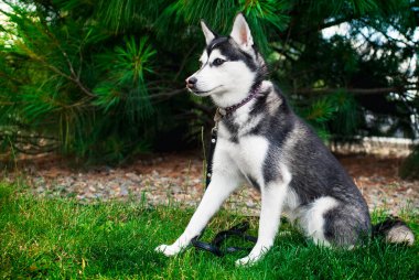 Alaska 'lı Klee Kai köpeği, bir ağaç arka planına karşı çimlerin üzerinde yan oturmaktadır. Köpek yan tarafa bakıyor. Mini Husky 'nin kalın kürkü var. Köpek yetiştiricisi. Gardiyan. Fotoğraf bulanık ve yatay..