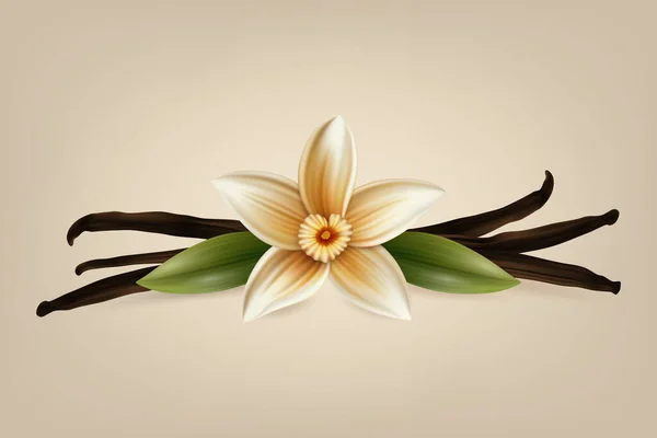 Vector Realistic Sweet Fresh Vanilla Flower Dried Seed Pods Leaves — стоковый вектор