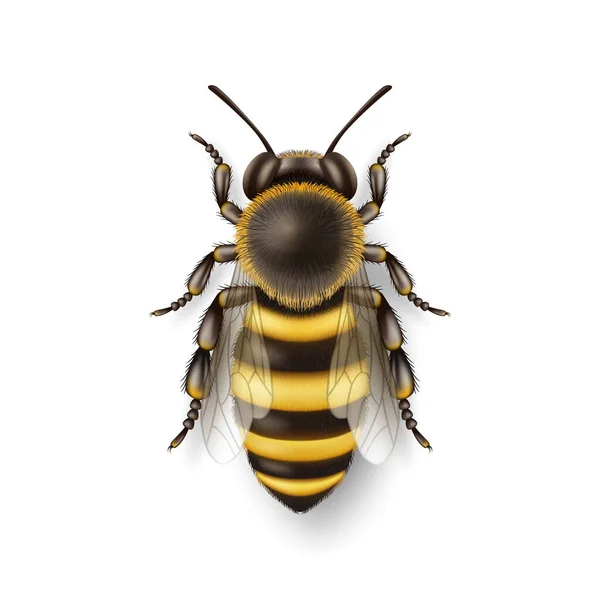 Vector Realistic Detailed Honey Bee Icon Closeup Isolated White Background — 스톡 벡터