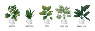 Ot Simgesi Kümesinde Vektör Evi Bitkisi - Monstera, Sansevieria, Banana Palm, Ficus, Rhopalostylis, Nikau Palm in Pots on White. Ev bitkileri koleksiyonu, iç tesisler. Vektör İllüstrasyonu.