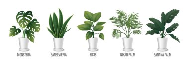 Ot Simgesi Kümesinde Vektör Evi Bitkisi - Monstera, Sansevieria, Banana Palm, Ficus, Rhopalostylis, Nikau Palm in Pots on White. Ev bitkileri koleksiyonu, iç tesisler. Vektör İllüstrasyonu.