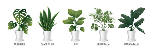Vector House Plant in Pot Icon Set - Monstera, Sansevieria, Banana Palm, Ficus, Rhopalostylis, Nikau Palm in Pots Isolated on White. Houseplants Collection, Interior Plants. Vector Illustration.