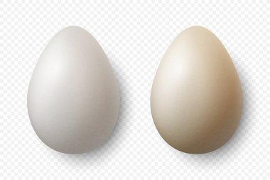 Vektör 3d Gerçekçi Beyaz Tavuk Yumurtaları İzole Edildi. Dokulu Tavuk Yumurtası Seti. Farklı Renk Yumurtalarını Yönlendir. Öndeki Yumurta, Üst Görünüm.