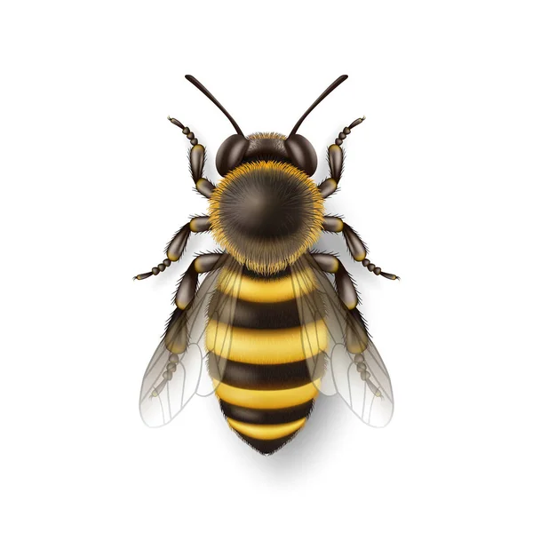 Vector Realistische Gedetailleerde Honingbijenicoon Close Geïsoleerd Witte Achtergrond Koningin Honingbij — Stockvector