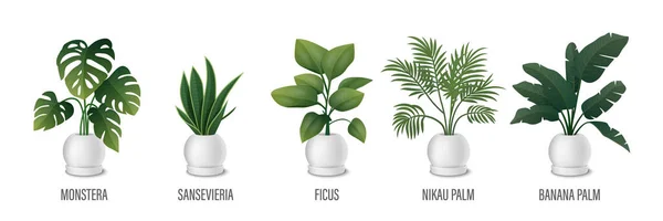 stock vector Vector House Plant in Pot Icon Set - Monstera, Sansevieria, Banana Palm, Ficus, Rhopalostylis, Nikau Palm in Pots Isolated on White. Houseplants Collection, Interior Plants. Vector Illustration.