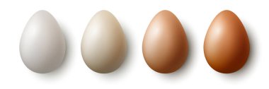Vektör 3d Gerçekçi Beyaz ve Kahverengi Tavuk Yumurtaları İzole Edildi. Tavuk Yumurta Seti. Farklı Renk Yumurtalarını Yönlendir. Öndeki Yumurta, Üst Görünüm.