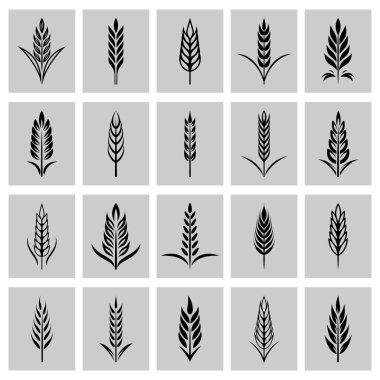 Tarım buğday seti, organik buğday, ekmek tarımı ve doğal yemek, beyaz arka planda izole edilmiş pirinç, vektör illüstrasyonu
