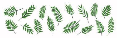 Düz Vektör Tropikal Palmiye Simge Kümesi İzole Edildi. Tropik Egzotik Yapraklar, Yapraklı Sprig, Ağaç Dalı Koleksiyonu. Dekoratif Tropikal Yaprak Tasarım Elemanı Fırça, desen, çerçeve vs...